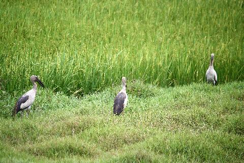Birds in Goa - Download Goa Photos